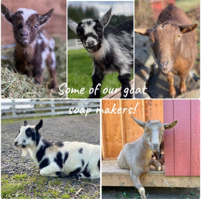 HOME: Oatmeal & Honey Goat Milk Soap